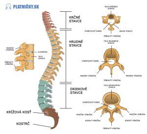 Ilustrácia M-pozície a C-tvaru chrbtice