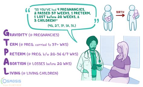 Infografika o dĺžke gravidity rôznych zvierat