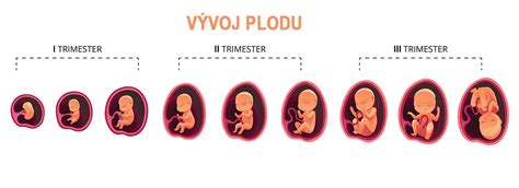 infografika zobrazujúca vývoj plodu v maternici