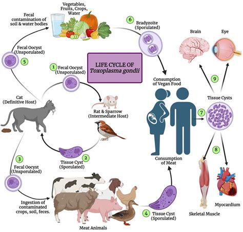 Životný cyklus Toxoplasma gondii