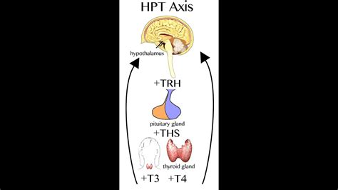 Diagram znázorňujúci hormonálnu os hypotalamus-hypofýza-vaječníky