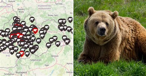 Brloh medveďa v zasneženej krajine