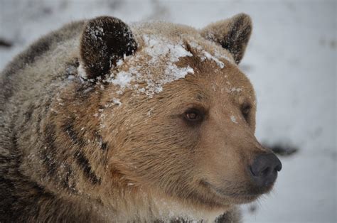 Medveď hnedý konzumujúci lesné plody