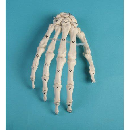 Ilustrácia ľudskej ruky s vyznačenými kĺbmi a kosťami