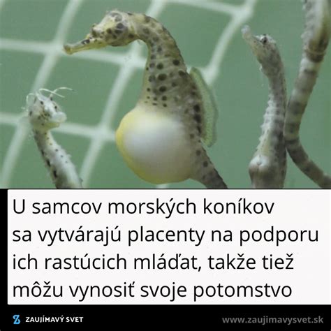 Ilustrácia samca morského koníka s vajíčkami vo vaku
