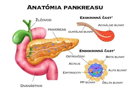 Ilustrácia pankreasu