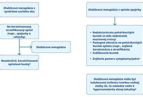 Diagram zobrazujúci proces zapretia otcovstva
