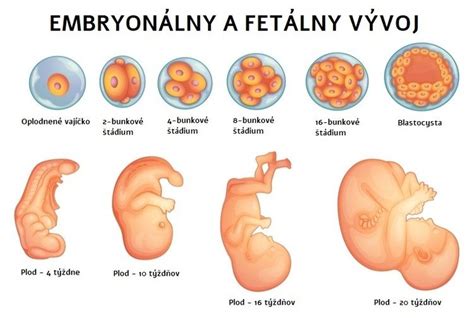 Ilustrácia starovekých metód určovania tehotenstva