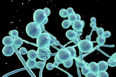 Mikroskopický obraz kvasiniek Candida albicans