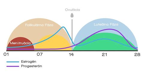 Diagram znázorňujúci hormonálne zmeny počas menštruačného cyklu