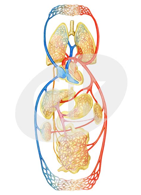 Diagram znázorňujúci prechod alkoholu placentou do krvného obehu plodu