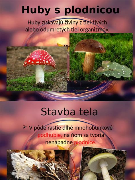 Ilustrácia huby s vyznačenými betaglukánmi