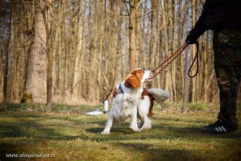 Pes držaný na vodítku v parku