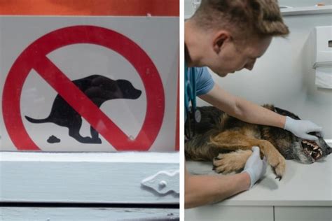 Majiteľ zbierajúci exkrementy po svojom psovi