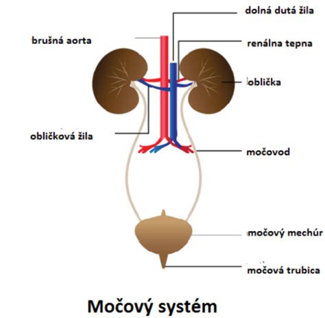 Diagram močového systému dieťaťa