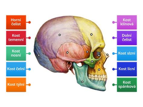 Ilustrácia lebky novorodenca s otvorenými švami a fontanelami