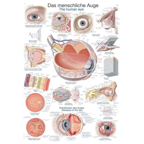 Diagram ľudského oka s vyznačenými časťami