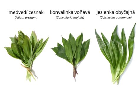 Ilustrácia správneho a nesprávneho zberu medvedieho cesnaku