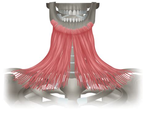 Dieťa na brušku posilňujúce krčné svaly