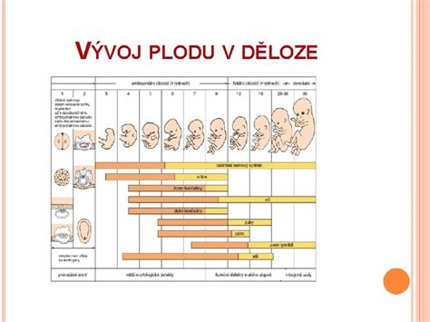 Vývoj plodu v maternici podľa týždňov