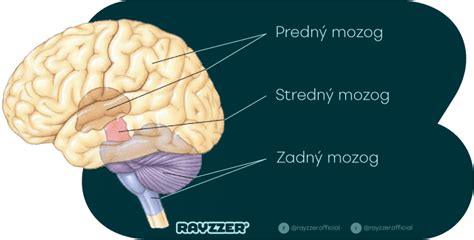 Štruktúra ľudského mozgu