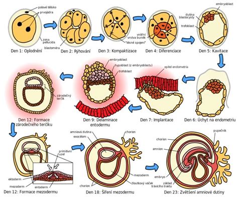 Schéma oplodnenia vajíčka spermiou a delenia zygoty