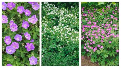 rastlina pakost smradľavý s kvetmi