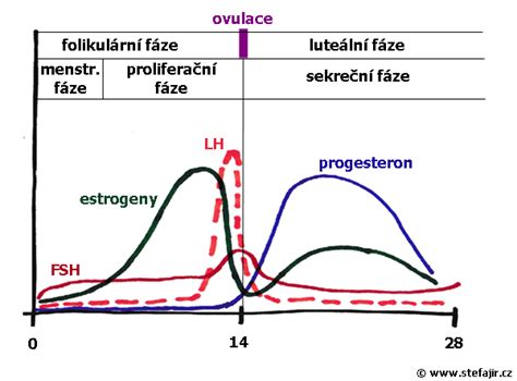 Graf hladiny LH počas menštruačného cyklu