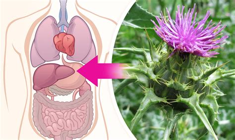 Infografika znázorňujúca funkcie pečene a pôsobenie pestreca mariánskeho