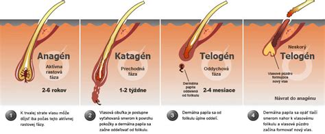 Infografika zobrazujúca cyklus rastu vlasov
