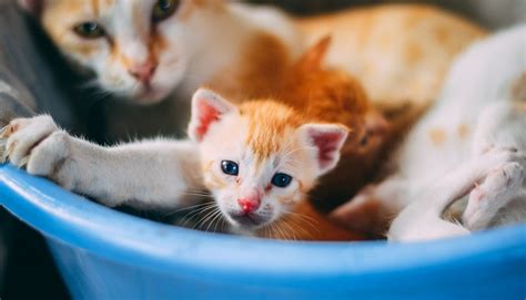 Mačka v pokoji pred pôrodom