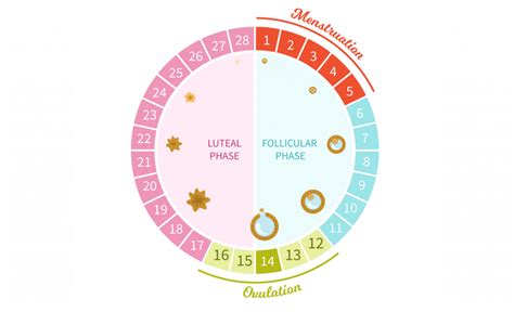Graf menštruačného cyklu s vyznačenými plodnými a neplodnými dňami