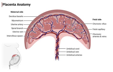 Diagram znázorňujúci polohu zadnej placenty