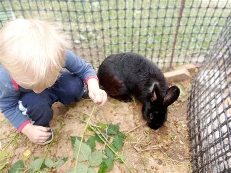 Infografika zobrazujúca reprodukčný systém samca králika s vyznačenými semenníkmi a mieškom.