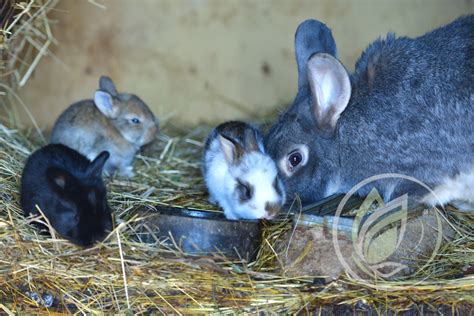 Ilustrácia malých králičích mláďat v hniezde s matkou.