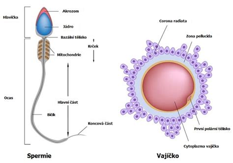 Ilustrácia vajíčka a spermie spájajúce sa a tvoriace embryo