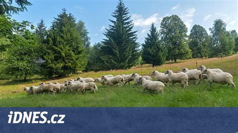 Diagram vývoja vyrážky pri ovčích kiahňach