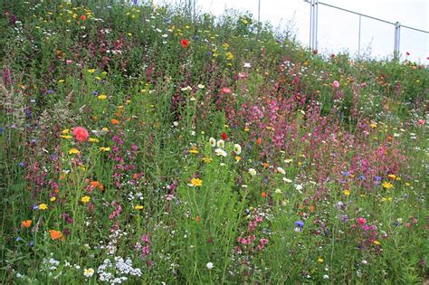 Kvetinová lúka s bylinkami