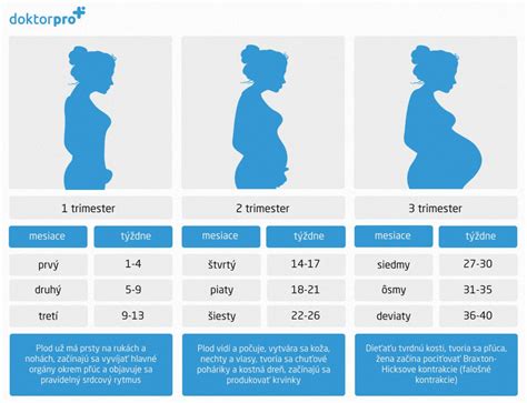 Ilustrácia znázorňujúca rastúce bruško v rôznych týždňoch tehotenstva, s dôrazom na oblasť okolo 20. týždňa.