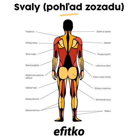 Diagram svalov krku a ich funkcie pri torticollis