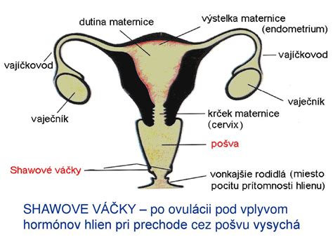 Ilustrácia znázorňujúca maternicu a vajcovody