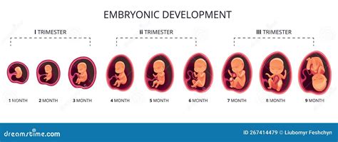 embryo rast