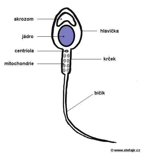Stavba spermie
