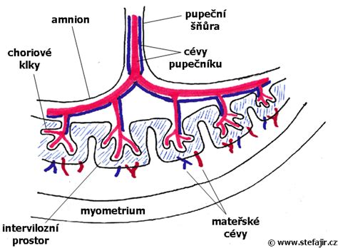Ilustrácia placenty a plodu