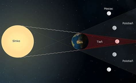 Schematické znázornenie troch zárodočných listov