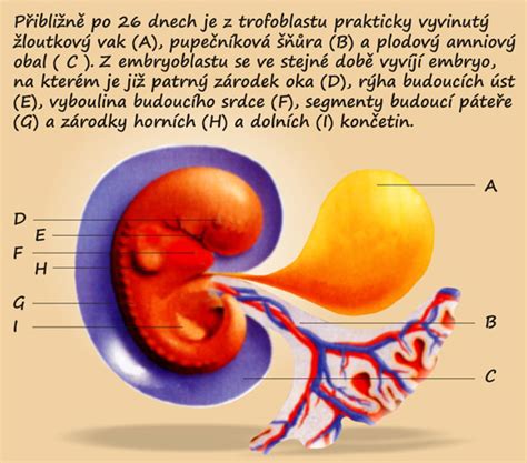 Vývoj embrya v prvých týždňoch
