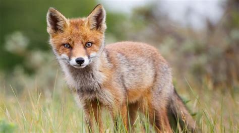 Ilustrácia zimného fusaku Esito Líška