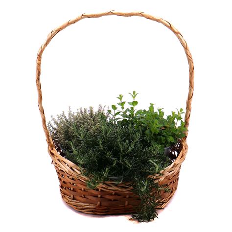 Bylinky v košíku pripravené na použitie