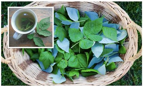 Bylinky na čaj - malinové listy