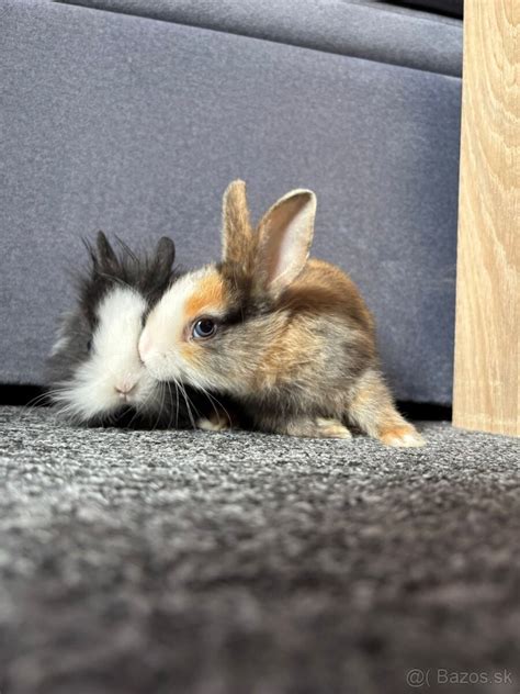 Ilustrácia dvoch zakrslých králikov hrajúcich sa spolu